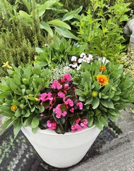 寄せ植え 寄せ植え,ピンク色,黄色の写真素材