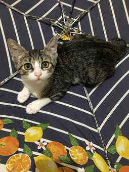 Kitten wants to open the umbrella, JPG