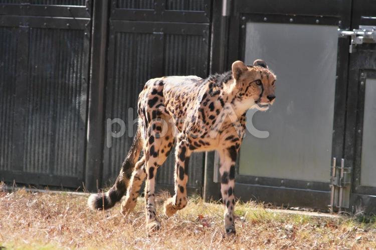 陽射しを浴びて歩くチーター① チーター,ほぼねこ,ネコ科の写真素材