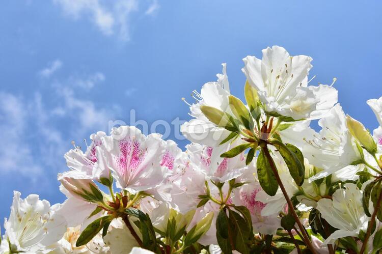 白いつつじの花と空 つつじ,躑躅,白の写真素材