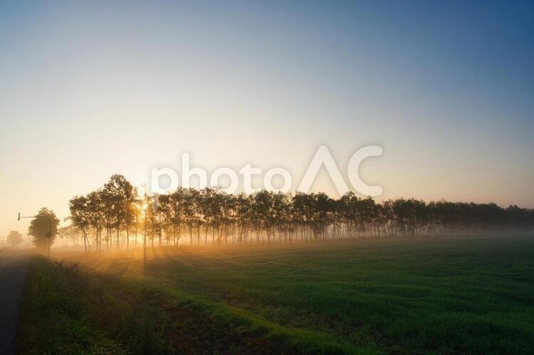 早朝の防風林 防風林,白樺,朝日の写真素材