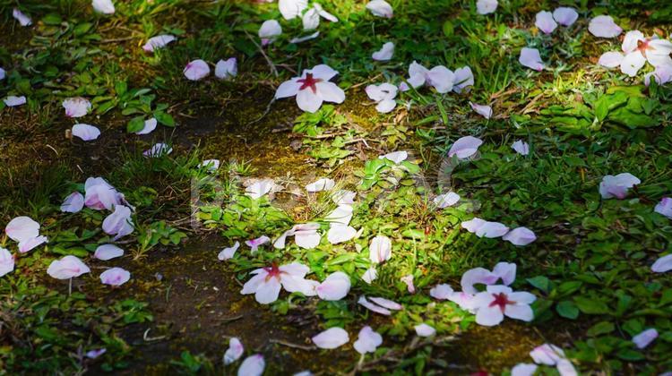 桜の花びらが散る緑の大地 桜,桜の花びら,花びらの写真素材