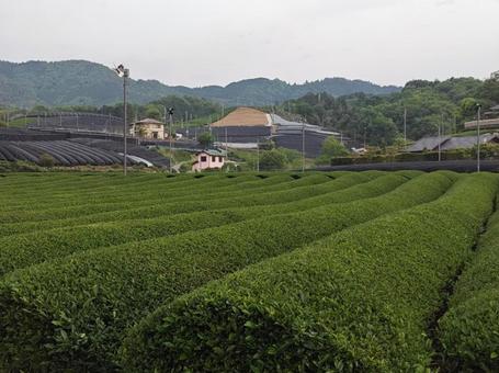 Photo, tea plantation, tea, farmhouse, 
