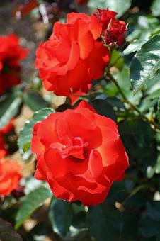 Photo, hyōgo prefecture, aramaki rose park, early summer, 