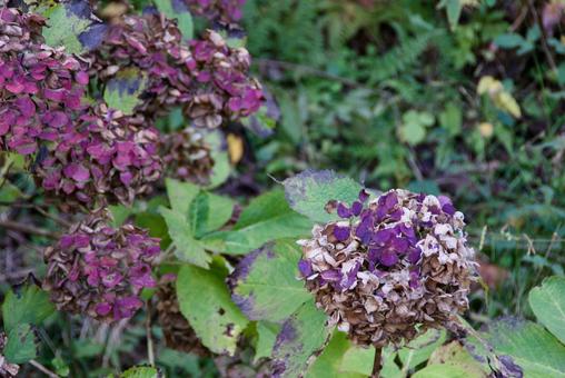 枯れたアジサイ 紫陽花,秋,枯れの写真素材