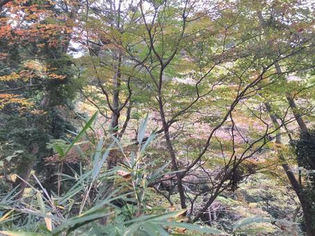 風景 風景の写真