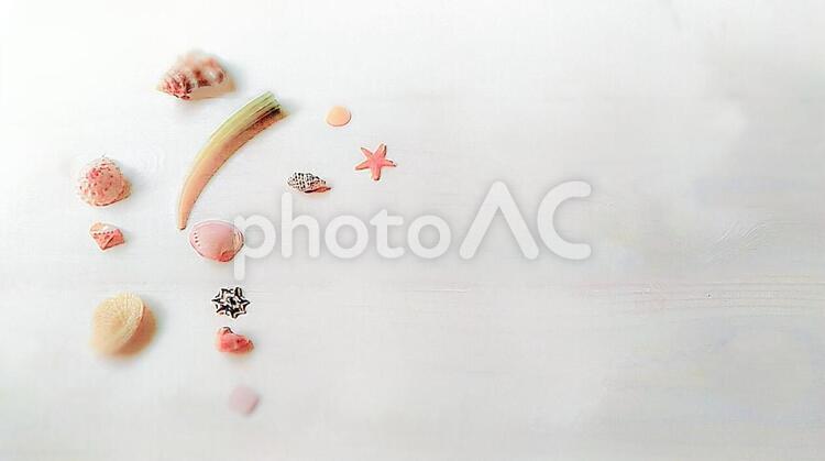 貝殻　白背景　ふんわり 貝殻,夏,思い出の写真素材