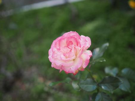 バラ園にて綺麗な薔薇を撮りました バラ園にて綺麗な薔薇を撮りました 花,薔薇,自然の写真素材