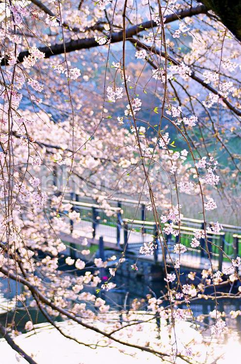 池と枝垂れ桜 桜,花,枝垂れ桜の写真素材