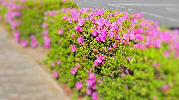 赤紫のツツジ#05 赤紫のツツジ#05の写真
