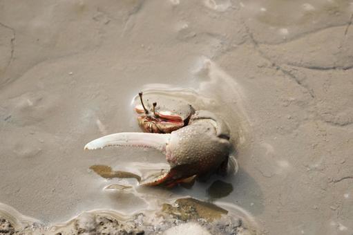 佐賀 干潟よか公園 シオマネキ5 シオマネキ,カニ,干潟の写真素材