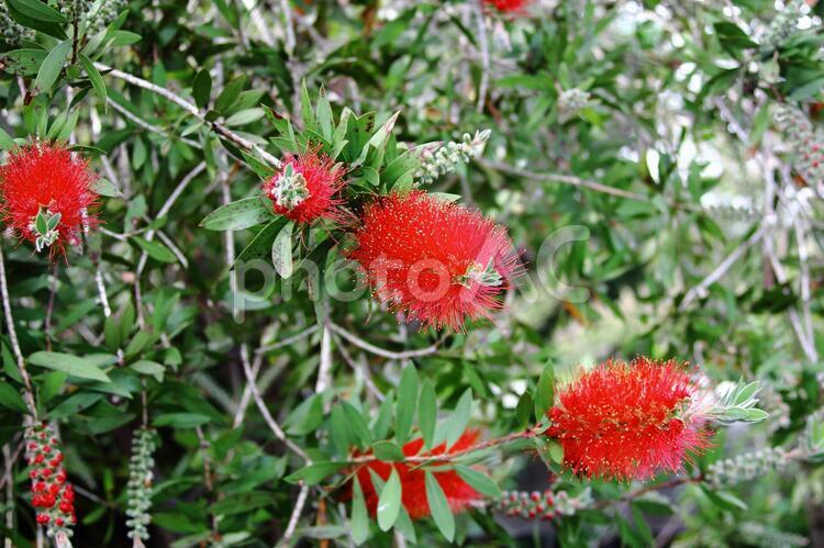 ブラシの木 たわし,つぼみ,フトモモ科の写真素材