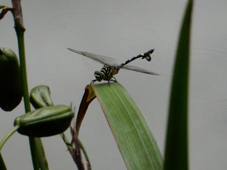 【昆虫写真】ウチワヤンマ(団扇蜻蜒) 【昆虫写真】ウチワヤンマ(団扇蜻蜒) ウチワヤンマ,団扇蜻蜒,蜻蛉の写真素材