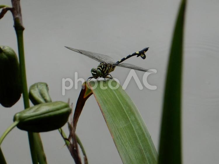 【昆虫写真】ウチワヤンマ（団扇蜻蜒） ウチワヤンマ,団扇蜻蜒,蜻蛉の写真素材