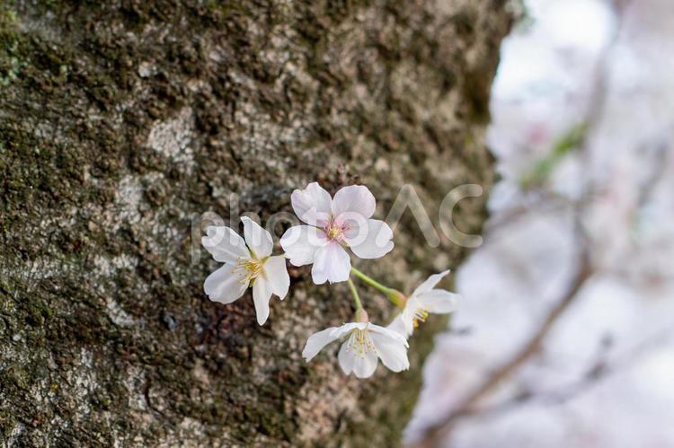 ソメイヨシノ、素材用大写し 桜,春,花の写真素材