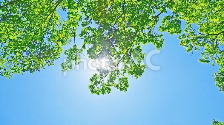 樹木と空 新緑,木漏れ日,木の写真素材