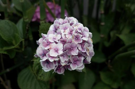 Photo, hydrangea, flower, plant, 