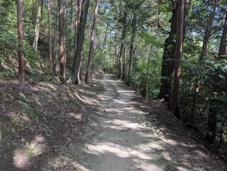 安土城跡 山道 安土城跡 山道 山道,木陰,道の写真素材