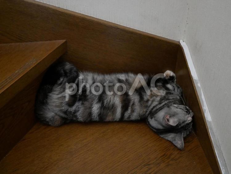 アメショのくーちゃん　階段で 動物,ペット,ネコの写真素材