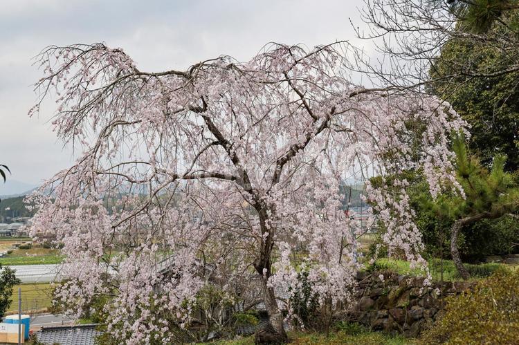 波佐見のしだれ桜 シダレザクラ,枝垂桜,枝垂れの写真素材