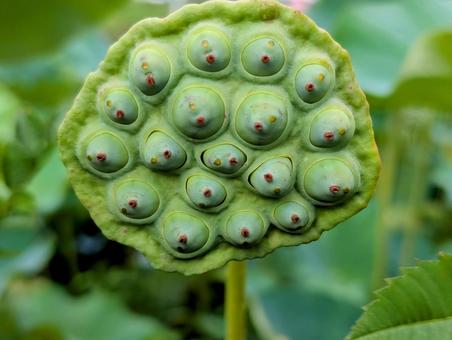 蓮の花の花托 蓮の花の花托 蓮,花托,かたくの写真素材