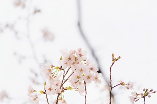 染井吉野（ソメイヨシノ） さくら,ソメイヨシノ,空の写真素材