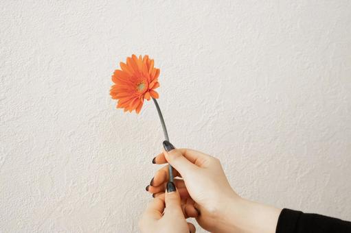 オレンジのガーベラ 植物,ガーベラ,がーべらの写真素材