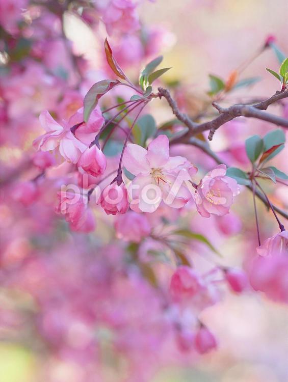 満開の花海棠（はなかいどう） 花海棠,カイドウ,海棠の写真素材