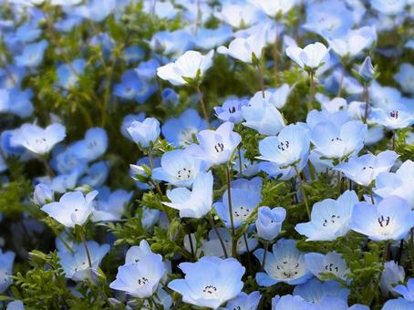 可愛いネモフィラの写真