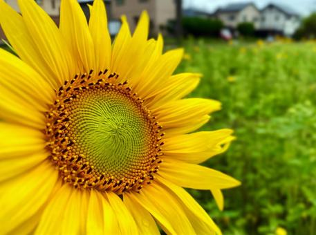 ひまわりの花 ひまわりの花の写真