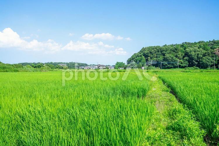 田園風景 田園風景,田舎,田舎暮らしの写真素材