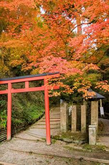 岡寺 岡寺,稲荷社,紅葉の写真素材