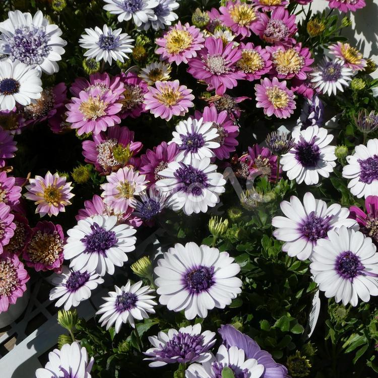 八重咲きオステオスペルマム3Dの花 花,春の花,春の写真素材