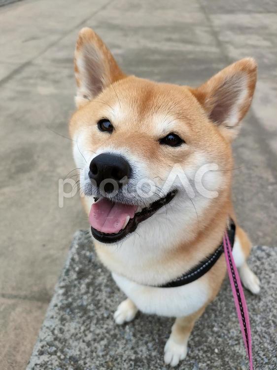 お散歩が楽しくて笑顔の柴犬くるみ 犬,柴犬,shibainuの写真素材