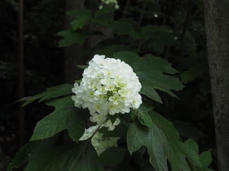 紫陽花 紫陽花の写真