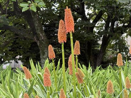 トリトマ トリトマの写真