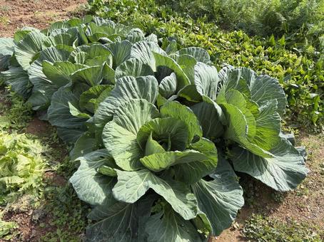 大きな大きなキャベツ畑 大きな大きなキャベツ畑 キャベツ,きゃべつ,野菜の写真素材