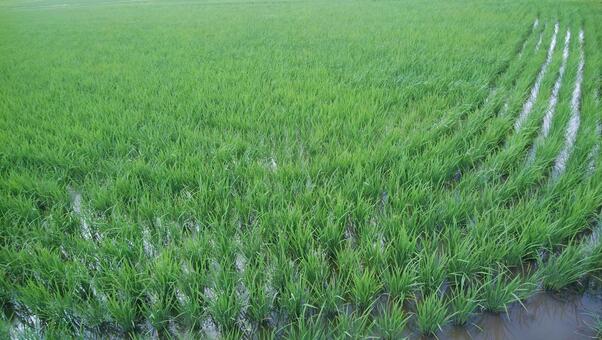 青々とした田んぼの写真