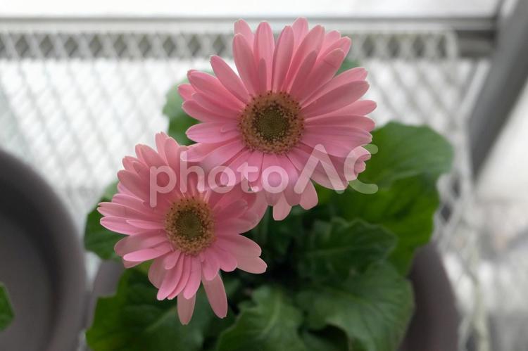 ガーベラの冬越し（室内）03 ガーベラ,花,冬の写真素材