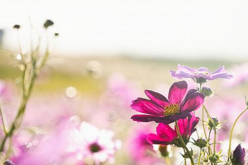 マゼンタ色のコスモスと玉ボケが輝く光景 マゼンタ色のコスモスと玉ボケが輝く光景の写真