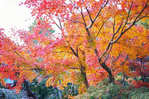 Autumn leaves background material, JPG Autumn leaves background material, JPG