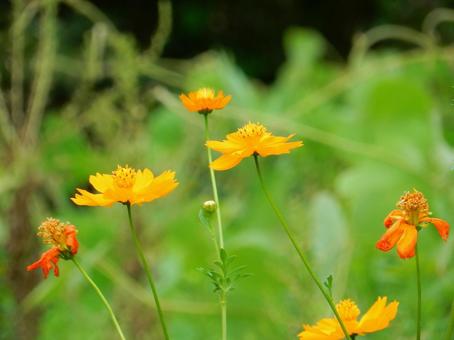【花の写真】コスモス 【花の写真】コスモスの写真