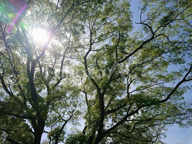 光が差し込む木 自然,太陽,空の写真素材