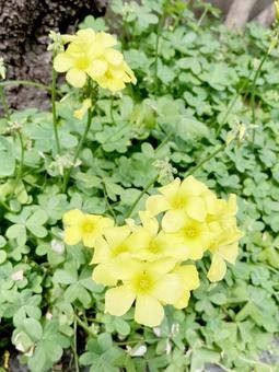 オオキバナカタバミの写真