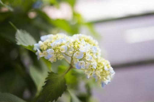 Hydrangea, JPG