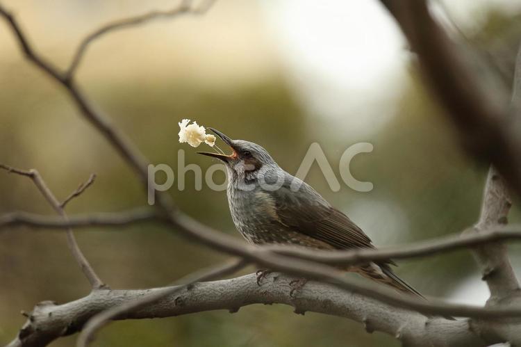 花を放り投げて食べるヒヨドリ ヒヨドリ,鵯,野鳥の写真素材