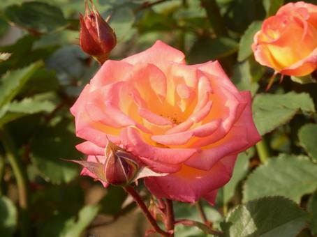 【薔薇の写真】バラの花 バラ,薔薇,植物の写真素材