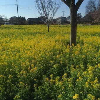 満開の菜の花畑と春の青空 満開の菜の花畑と春の青空の写真