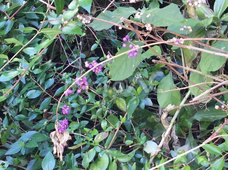 紫色の木の実、ムラサキシキブ ムラサキシキブ,植物,木の実の写真素材