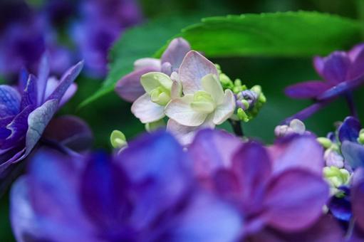 Hydrangea, JPG